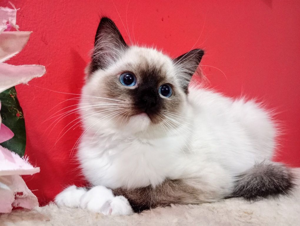 Kocurek ragdoll kocięta rodowodowe FPL