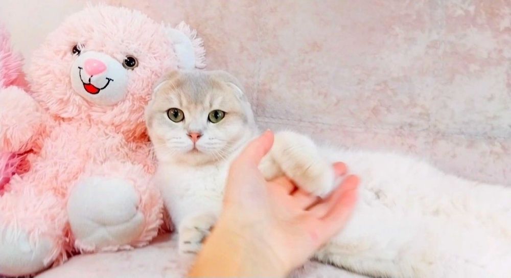 Шикарный шотландский малыш скоттиш-фолд