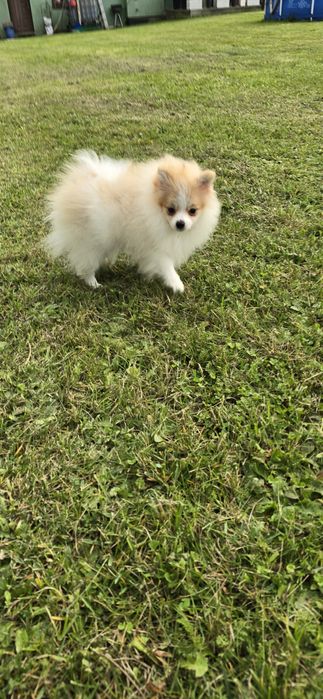 Szpic miniaturowy piesek biało rudy