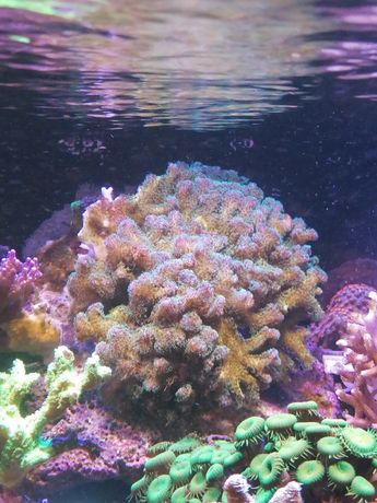 Duża Pocillopora fluo XXL akwarium morskie koralowce
