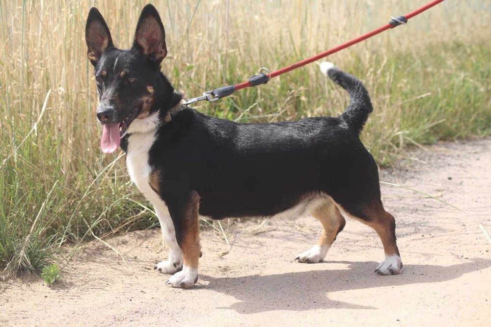 Radar wesoły psiak szuka domu