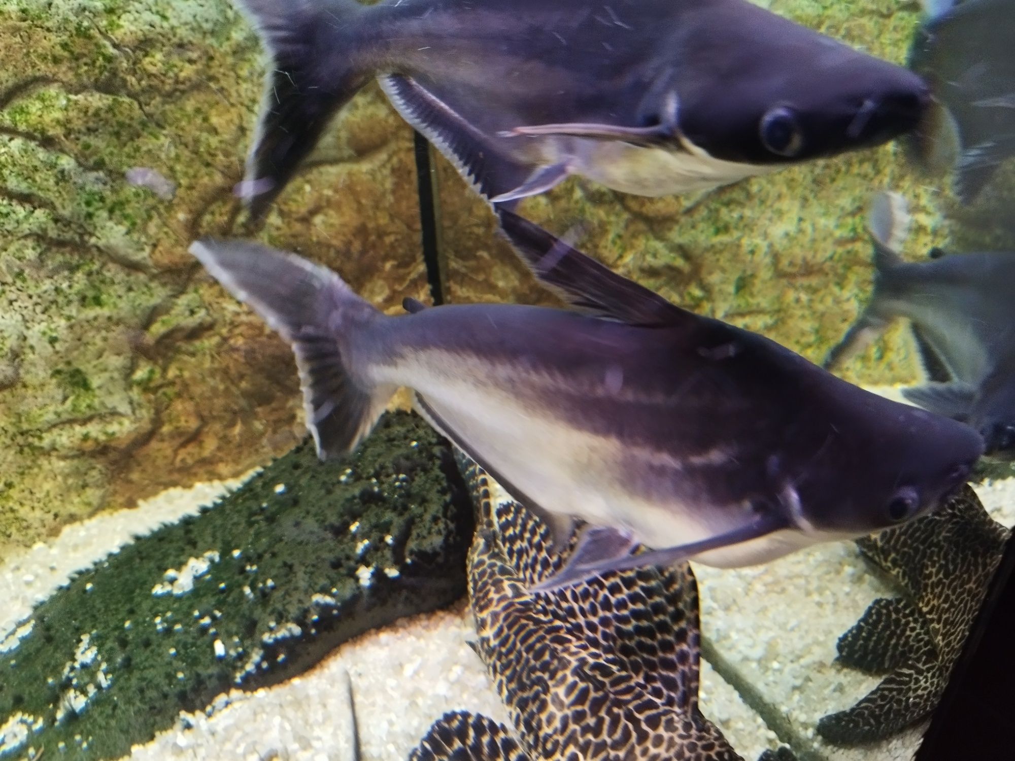peixe tubarão grande azul