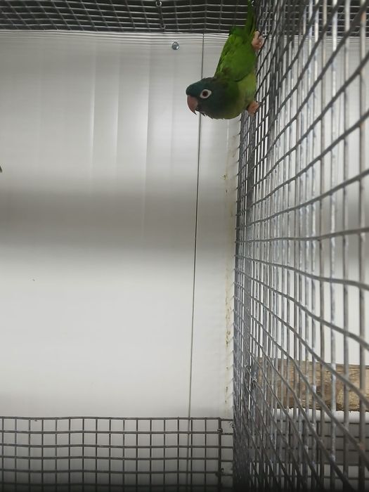 Aves 2  casais de conures cabeça azul