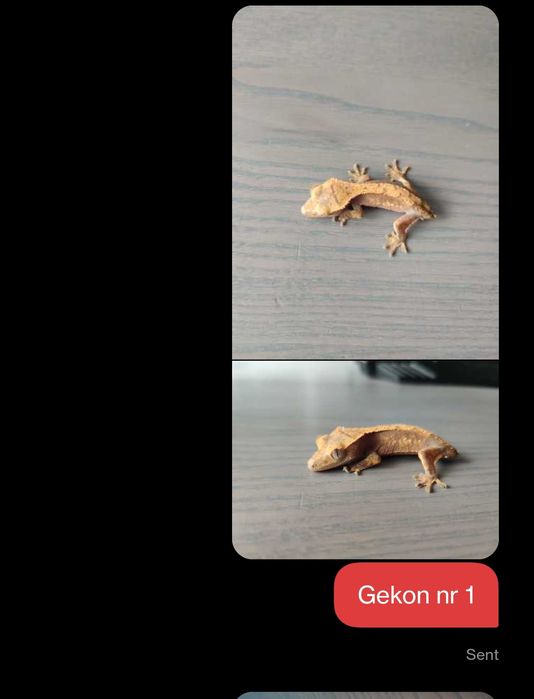 Gekon orzęsiony gekony orzęsione nsex małe