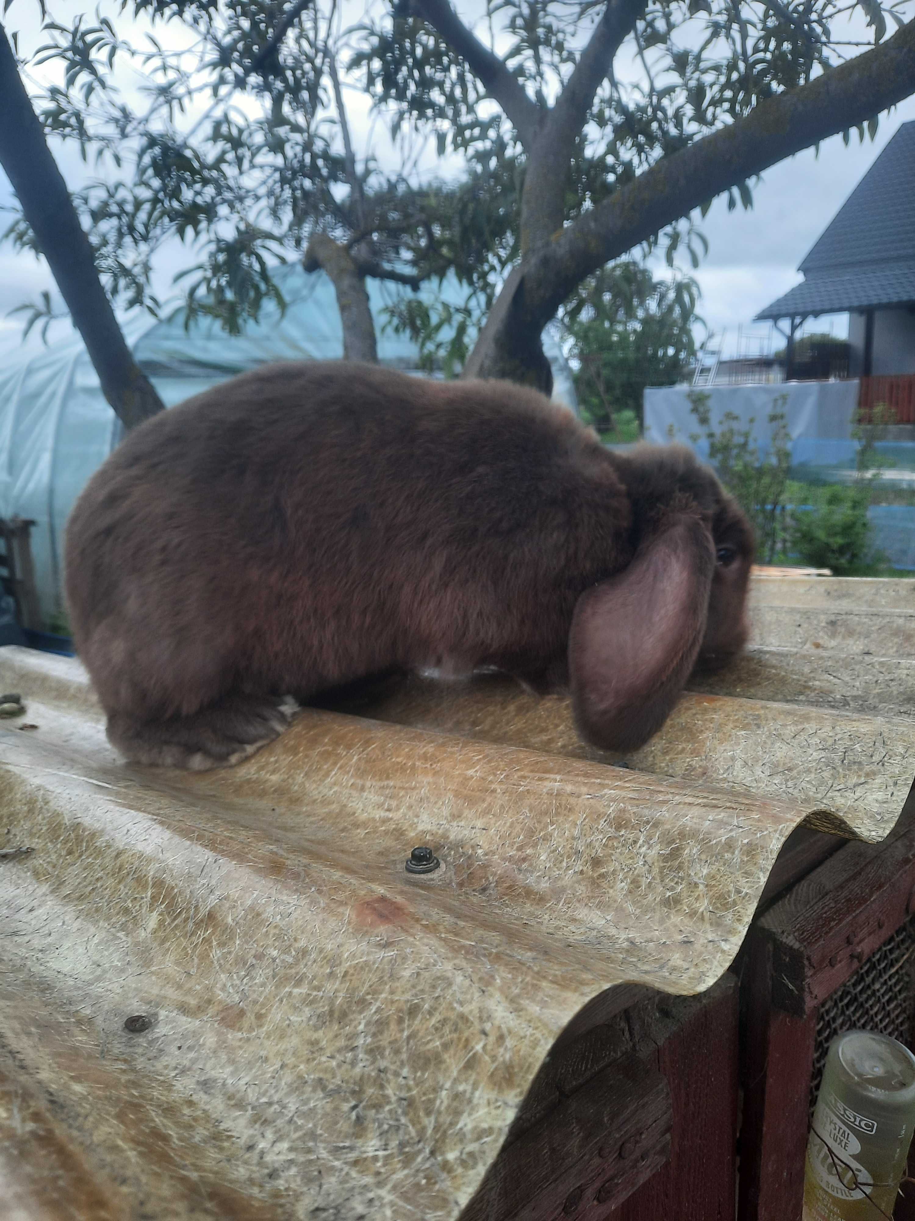 króliki barany francuskie.samiec i samica