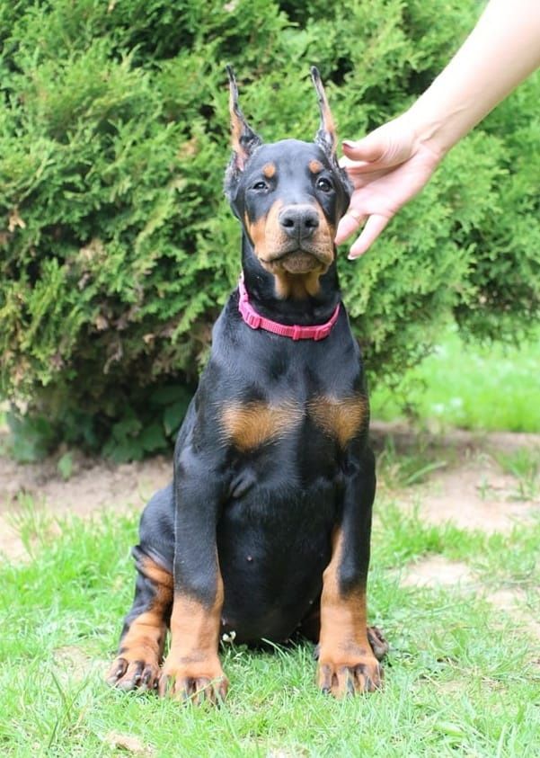 Szczeniak dziewczynka Doberman