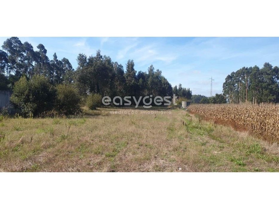 Terreno e Eucaliptal com viabilidade para construção em Aradas