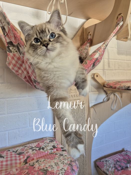 Kot Ragdoll Lemur Blue Candy Pl Warszawa FPL Gotowy do
