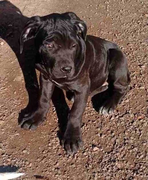 Цуценята Кане корсо