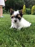 York Yorkshire Terrier Biewer śliczna suczka