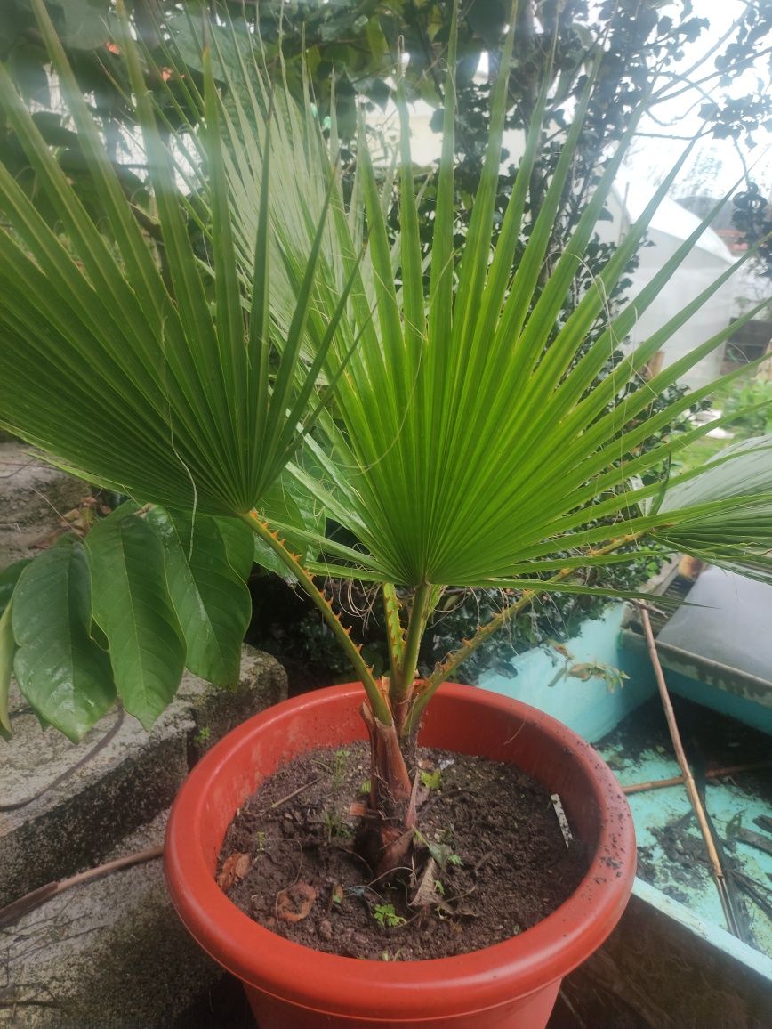 Palmeira de 90 cm