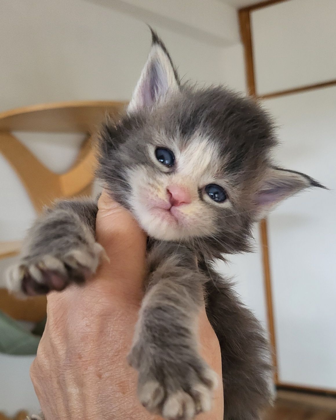 Kotka Maine Coon niebieska szylkretka