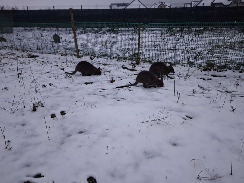 Sprzedam parę kangurów walabia /samica z maluchem w torbie/