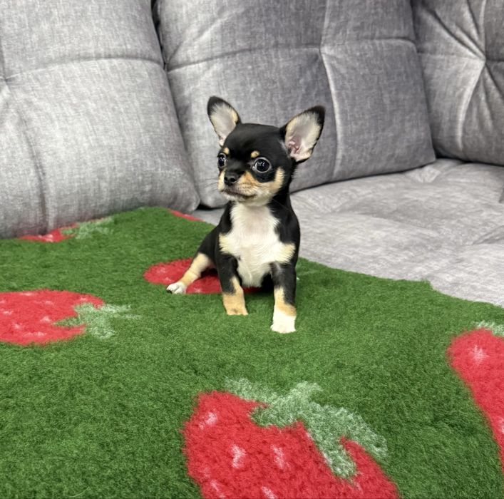 Chihuahua mini sunia czarna krótkowłosa