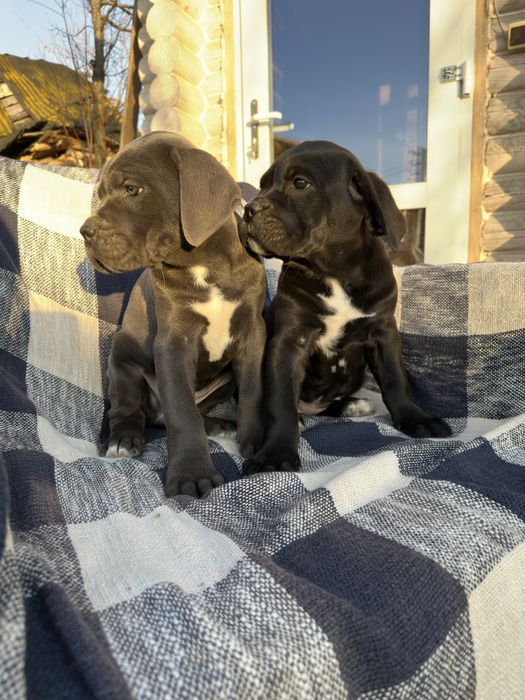 Чорна дівчинка Берта 2м кане-корсо