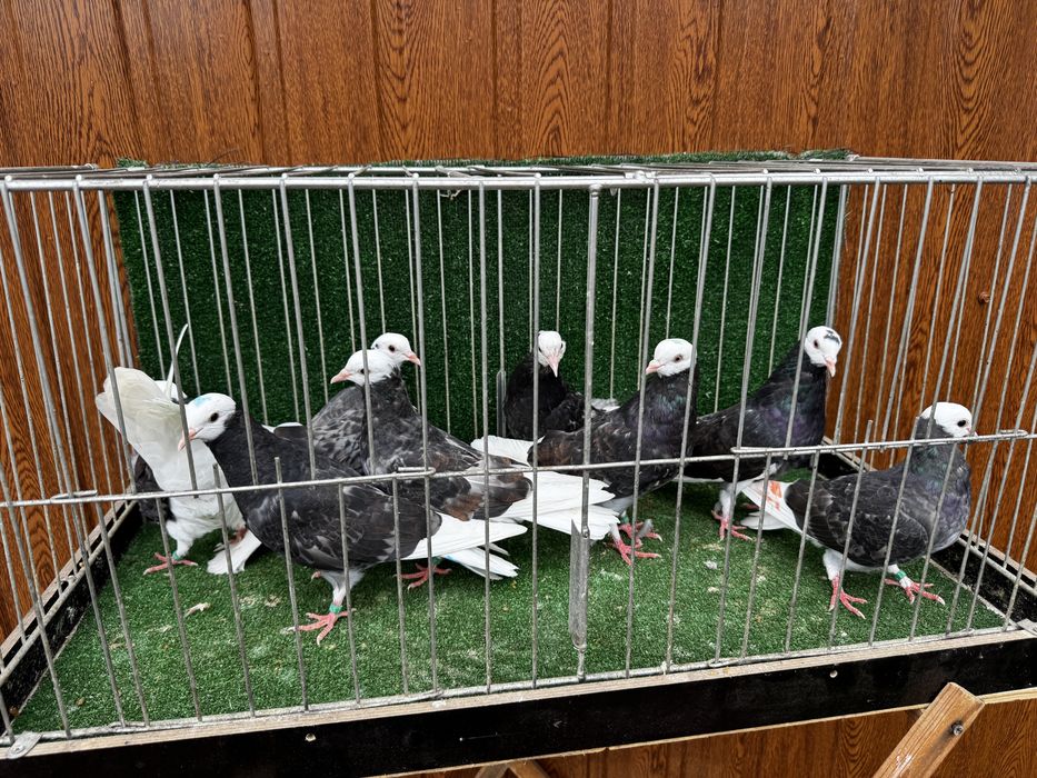 Permski białogłowy gołębie wysokolotne