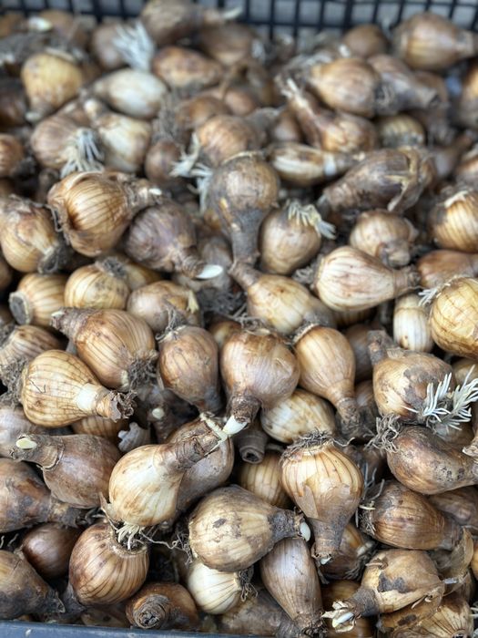 Продам  луковицю нарцисса