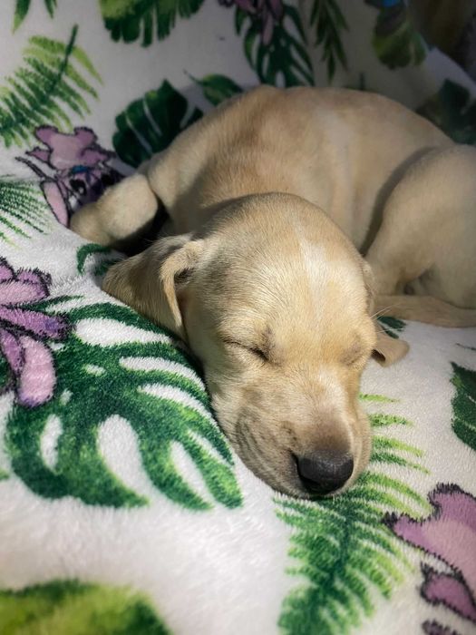 Estes patudos procuram um lar cheio de amor!