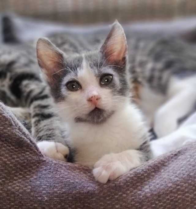 Кошенятко шукає родину