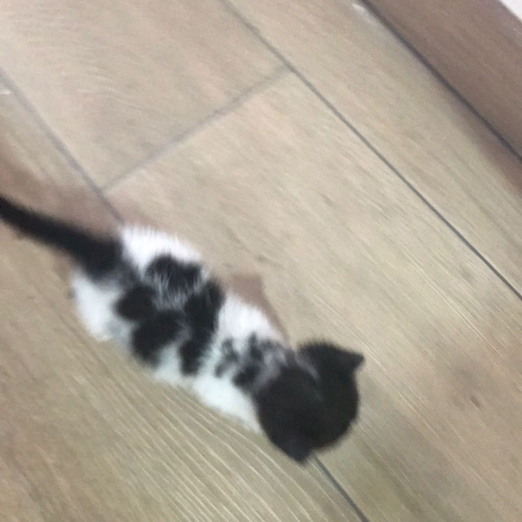 Gatinho bebe para adoção