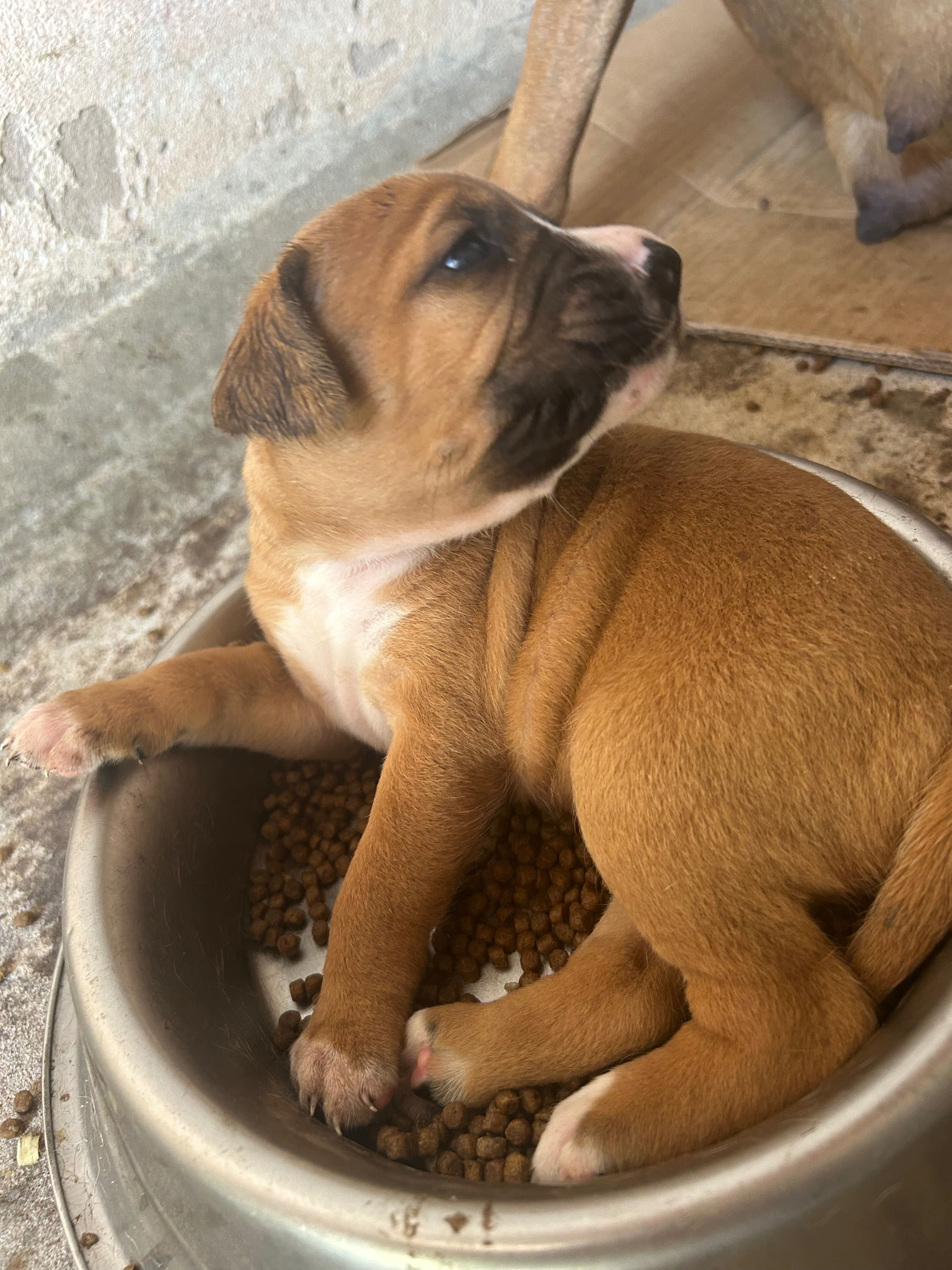 Boxer Bebé para Adoção