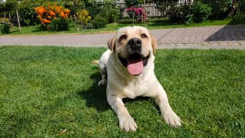 Piesek Labrador Retriever- biszkoptowy szczeniaczek