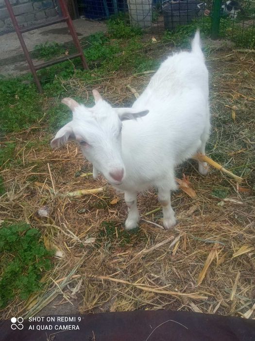 Продається кізочка