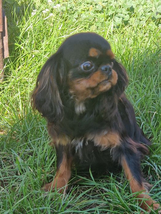 Sprzedam pieska Cavalier King  Charles