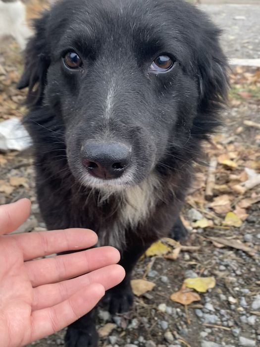 Песик, собачка в добрі руки