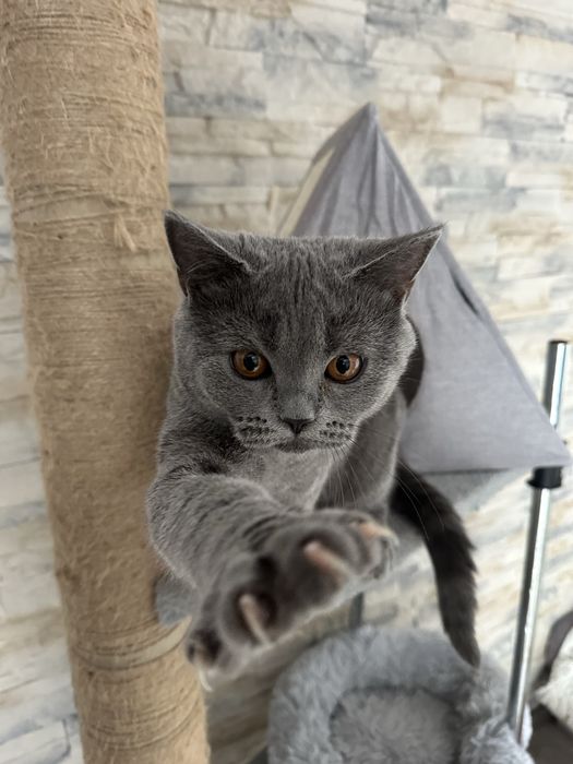 Reproduktor Brytyjski krótkowłosy Olaf