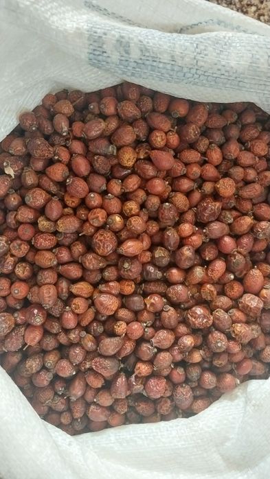 Шипшина сушена/ Шиповник