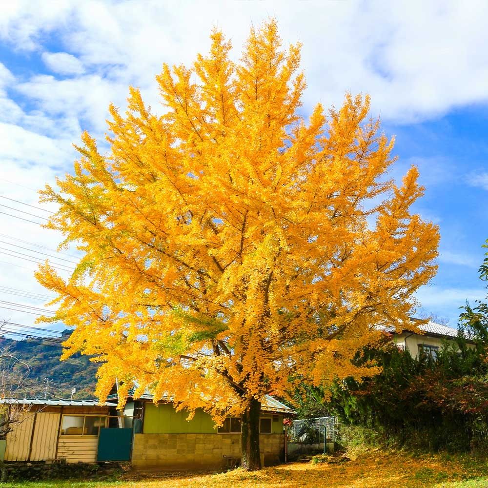 Miłożąb Dwuklapowy , Gingko Biloba