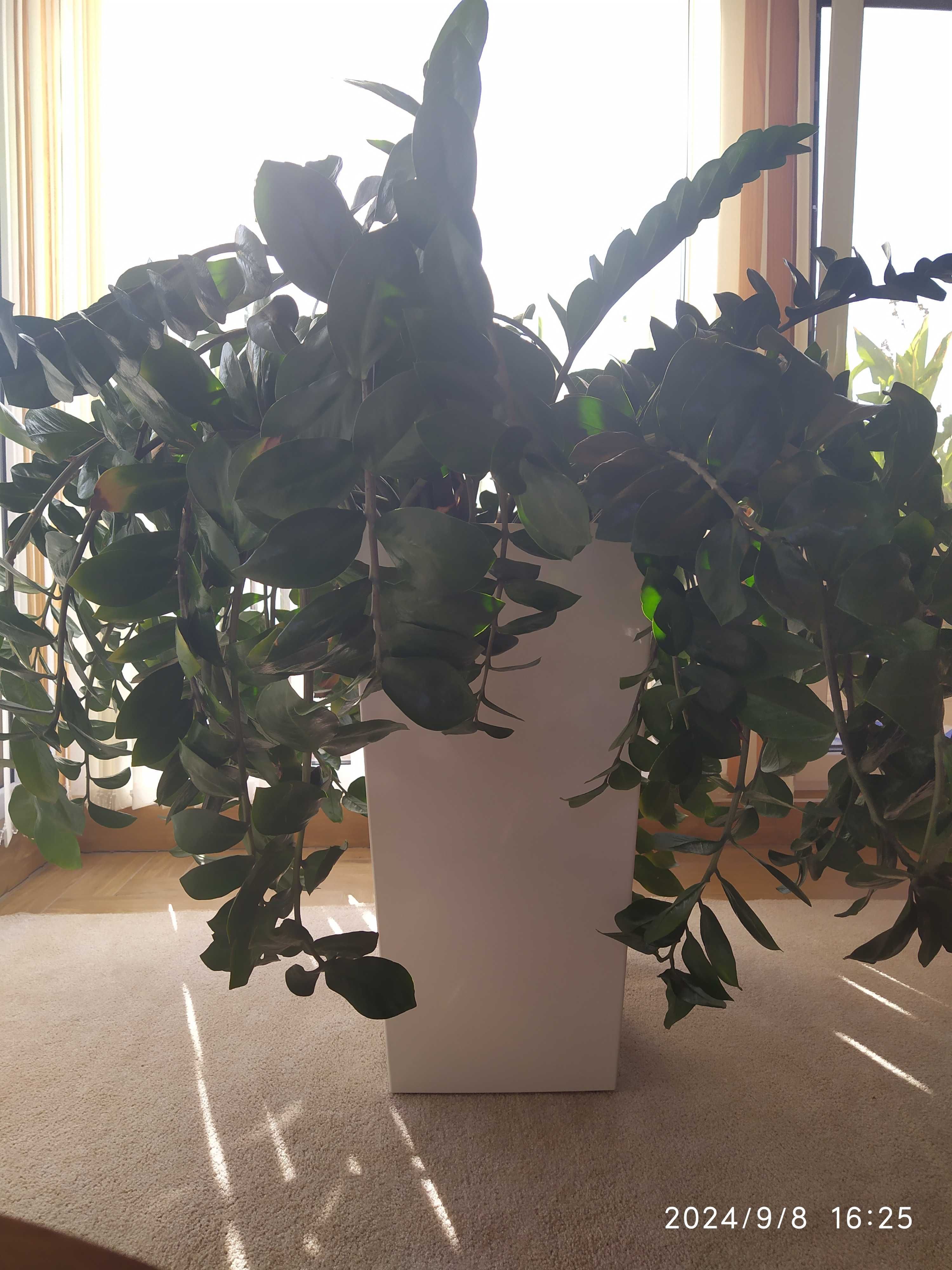 Zamioculcas zamiifolia BARDZO DUŻY
