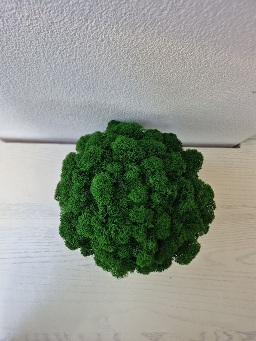 Chrobotek w doniczce ciemna zieleń 18cm