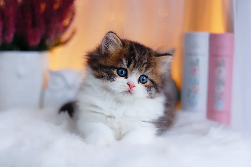 Najbardziej przyjazna rasa - kot szkocki, scottish fold. nie brytyjski