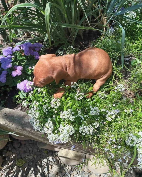 Яскраві таксята хлопчики.