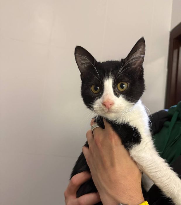Отдам даром в добрые руки черно-белого котенка