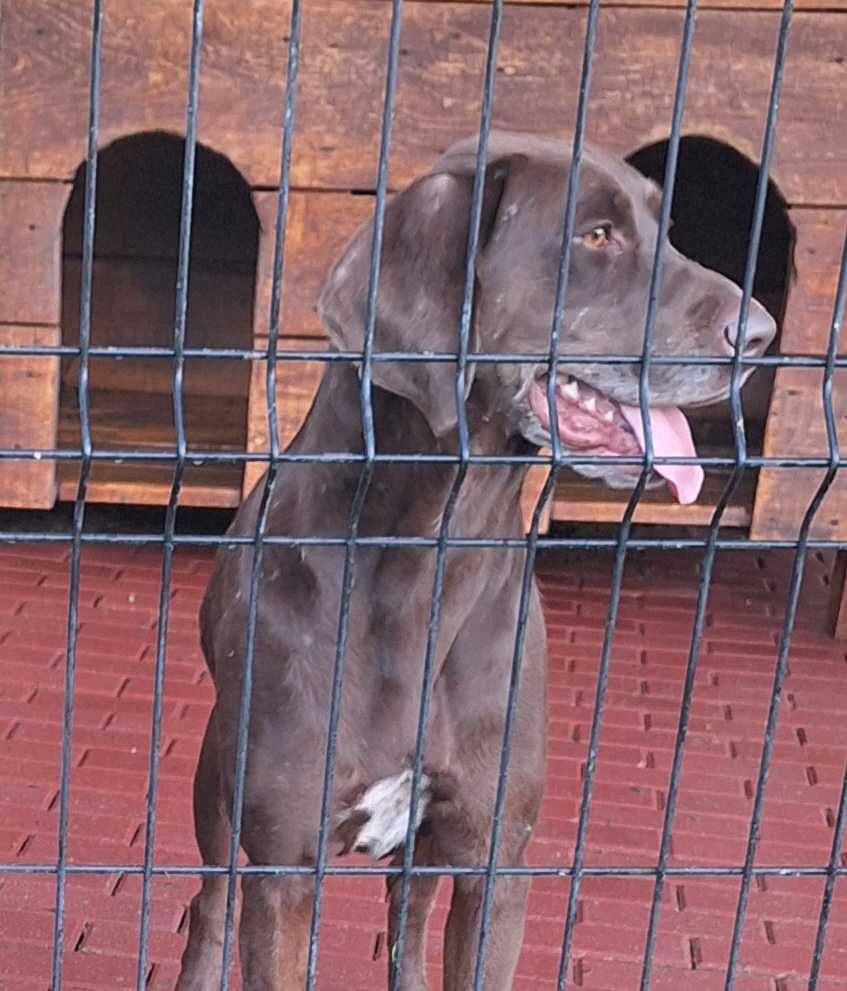 Suczka wysterylizowana w dobre ręce za darmo