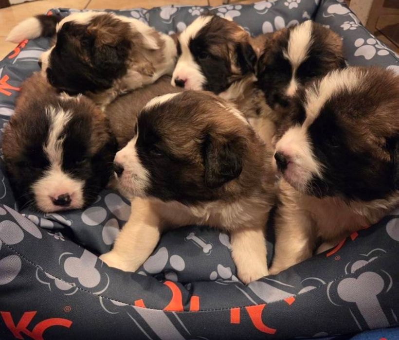 Moskiewski Pies Stróżujący - Nie Bernardyn Nie Kaukaz