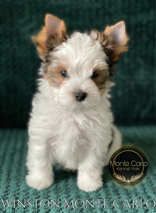 Biewer Yorkshire Terrier York Piesek WINSTON Zapraszamy