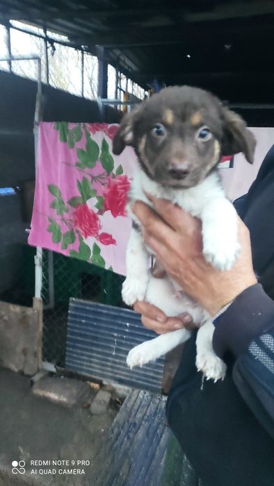 Щенки в заботливые руки