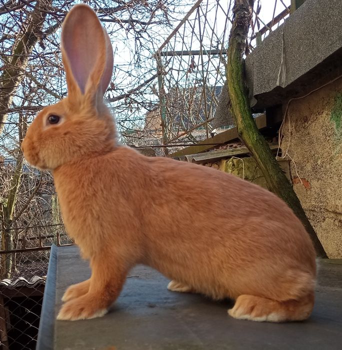 Кролики породи бургундія.