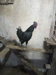 Інкубаційні яйця курей породи Ухей ілюй