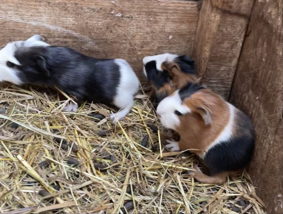 świnki morskie mlode