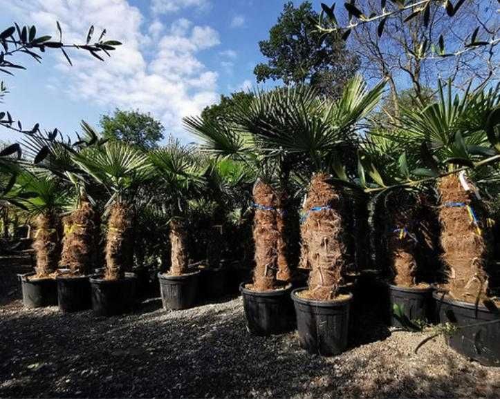 Palma Trachycarpus Fortunei Przedsprz. Mrozoodporna do -17 stopni