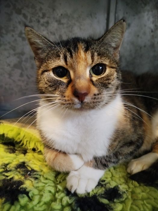 IRKA szuka kochającego domu