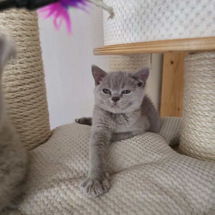 Kocur Brytyjski liliowy gotowy do odbioru