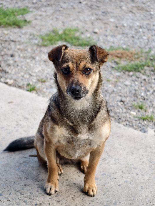 Suczka, oddam w dobre ręce