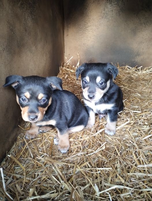 Oddam psa , szczenię suka i pies , kundel