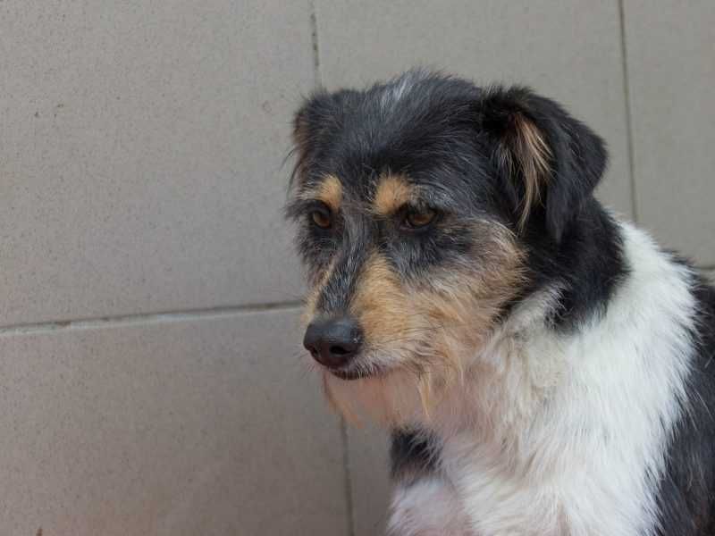 Amber - kilkuletnia i kudłata suczka